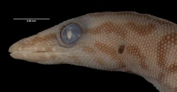 Media type: image;   Herpetology R-22717